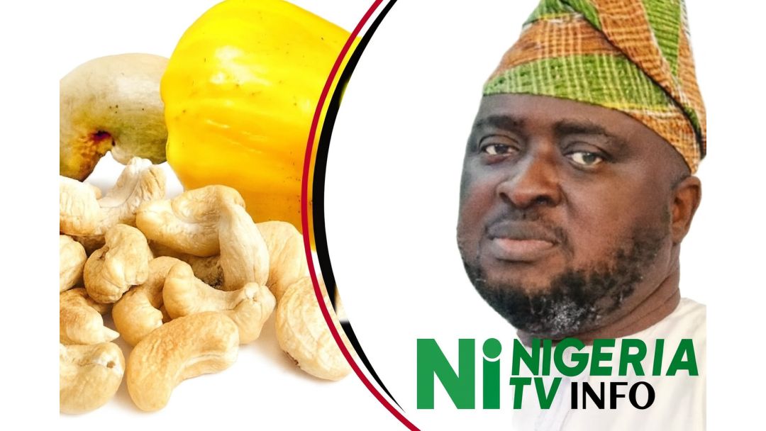 Kàshù Ṣe Pàtàkì Fún Ètò Ìròjà Orílẹ̀-Èdè Nàìjíríà Tí Kì Í Ṣe Ti Ẹpò, Ní Gẹ́gẹ́ Bí Ìjọba Àgbà Ṣàlàyé