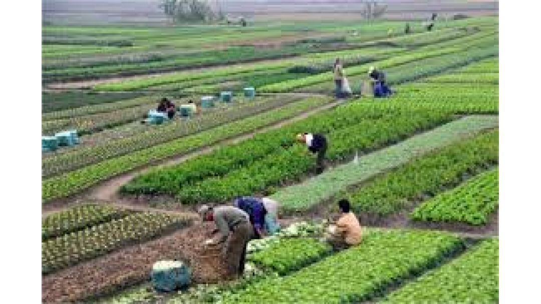 Featured image: Food Security:FG to review country agricultural laws