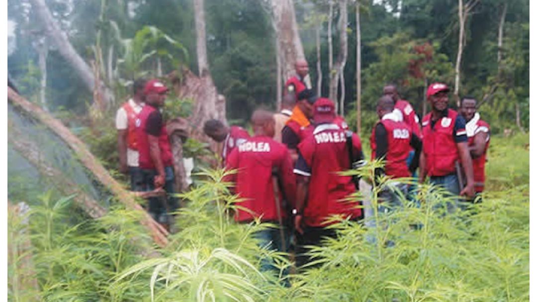 Àwọn Olùtajà Ọ̀gùn Òògùn Tí A Fura Sí Kò́lu Àwọn Ọmọ Ologun NDLEA àti Sojá Nígbà Ìkọ̀lù Ní Edo