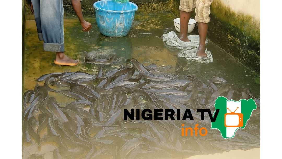 Exploring Lucrative Opportunities in Nigeria’s Catfish Farming Industry