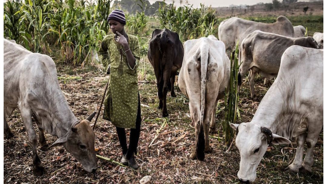 Ija Laarin Agbe ati Olugbeja ni Bauchi Fa Iku Eniyan Kan, Meji ni Won Mu