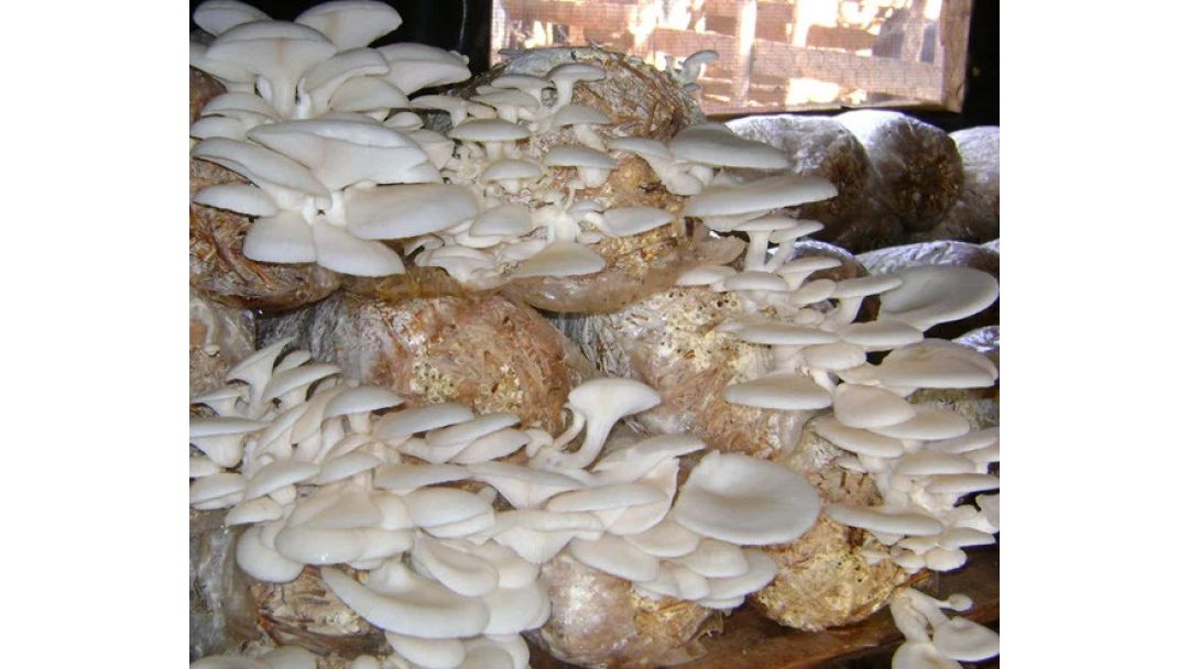 Featured image: Mushroom Farming Can Add ₦1 Trillion to Nigeria's Economy — Prof. Ayodele"