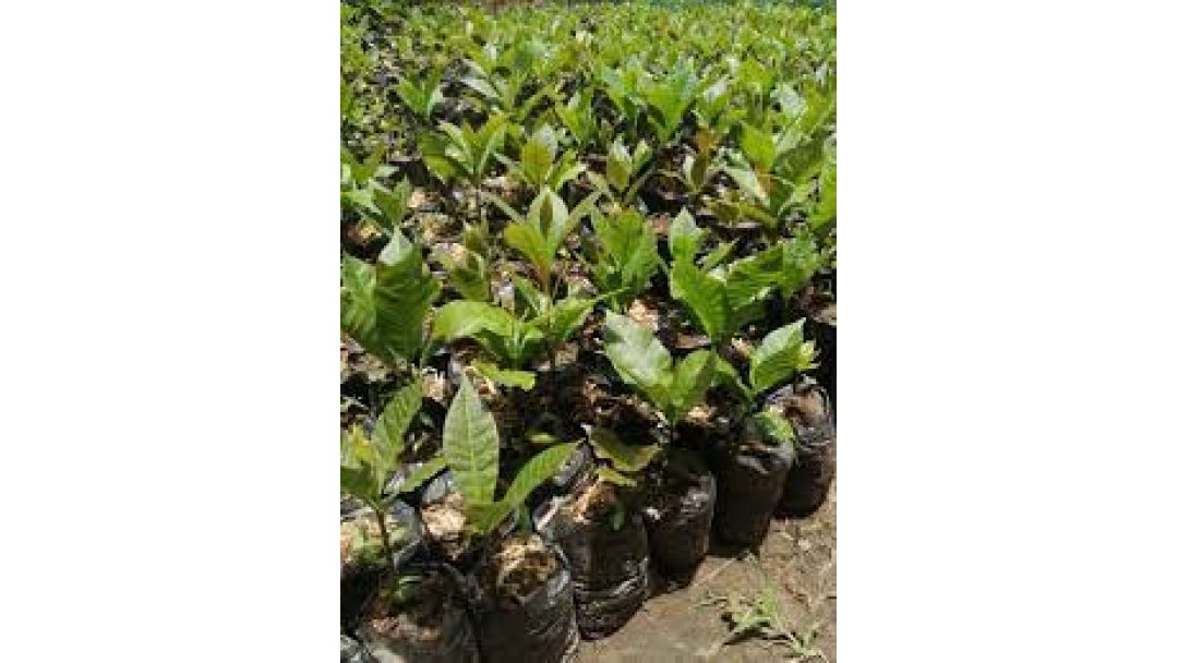 NCAN Produces Over 120,000 Cashew Seedlings to Boost Nigeria’s Export Capacity"