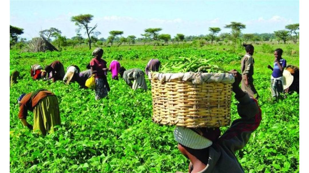 Featured image: Soilless Farm ń gbágbà léèkàn si ìdokò-inòwo nípa ọna ìmúlò agbẹ́kọ̀ lẹ́nu iṣẹ́-ọgbìn tó jẹ́ ti àsìkò yii.
