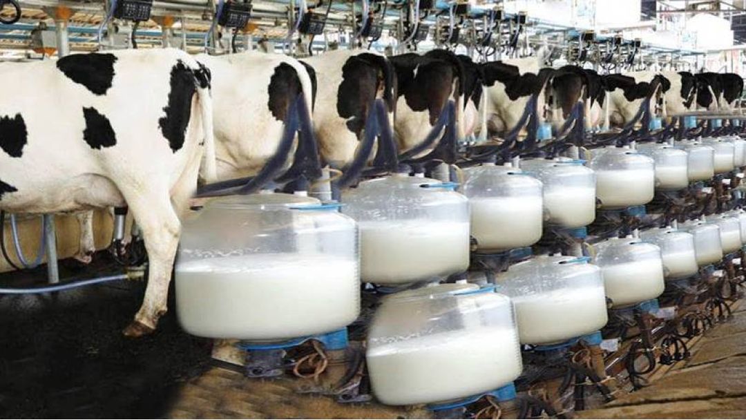 Featured image:  FG to Boost Local Milk Production, Reduce Reliance on Imports