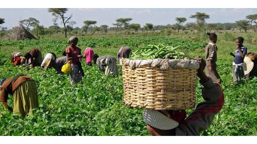 Featured image: Ndị ugbo dị na FCT na-ekweta mwute n’ihi ịdị oke ọnụ nke nri mkpụrụ.