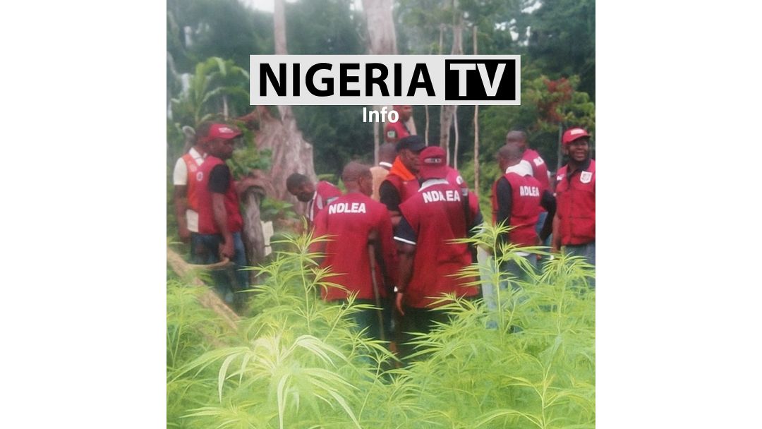 NDLEA wakporo ọhịa dị na Edo, Delta, Ondo na Taraba, kpochapụ n’arọ 75,544 nke skunk